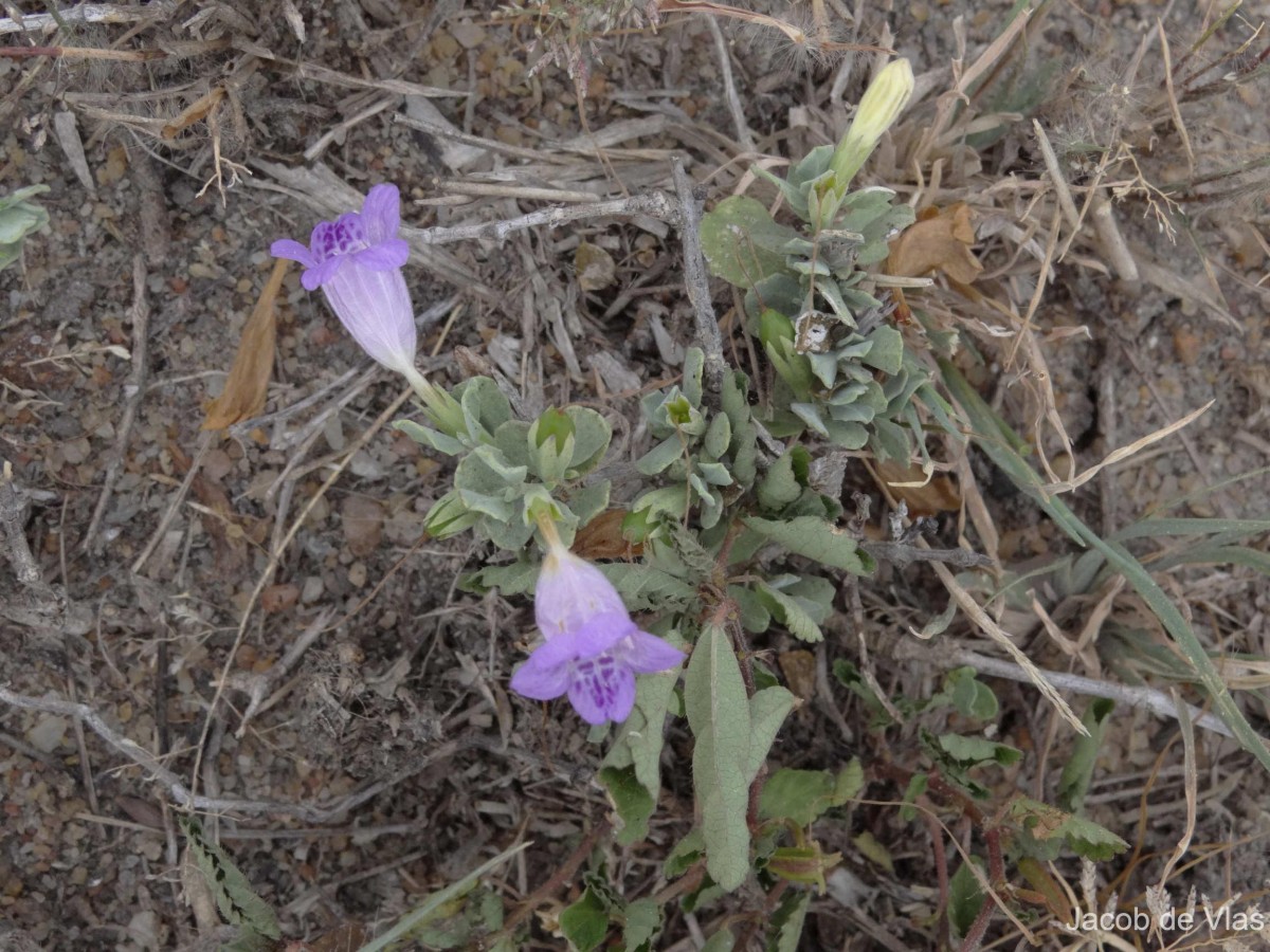 Dyschoriste madurensis (Burm.f.) Kuntze